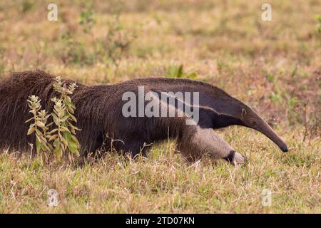 Giant anteater in the Pantanal of Miranda, Mato Grosso do Sul Stock Photo