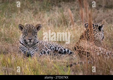 Couple of jaguars in the Pantanal of Miranda, Mato Grosso do Sul Stock Photo