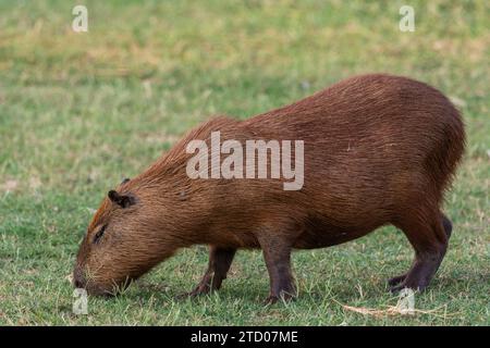 Capybara rodent grazing on grass field in the Pantanal of Miranda Stock Photo