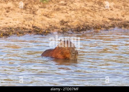 Capybara rodent inside lake in the Pantanal of Miranda Stock Photo