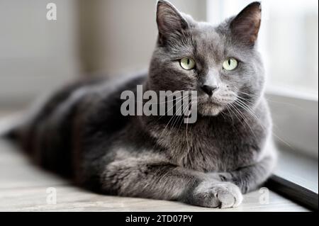 Russian Blue cat laying on the floor looking at the camera Stock Photo
