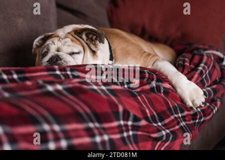 English Bulldog Sleeping on a christmas Blanket Stock Photo