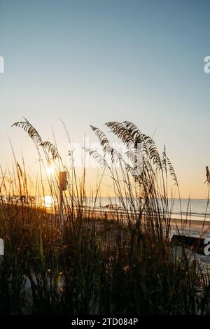 silhouette of sea oats at sunrise on Hilton Head Island Stock Photo