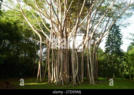 Banyan tree in early morning sunshine Stock Photo