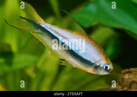 Black emperor tetra (Nematobrycon palmeri, Nematobrycon amphiloxus), male Stock Photo