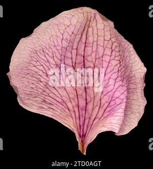 Moth orchid (Phalaenopsis-Hybride), petal on black background Stock Photo