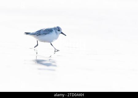 Waders sea Cut Out Stock Images & Pictures - Alamy