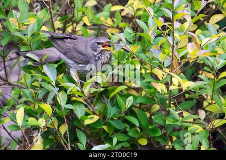 black-throated thrush (Turdus atrogularis), female perches in a bush eating a berry, Netherlands Stock Photo