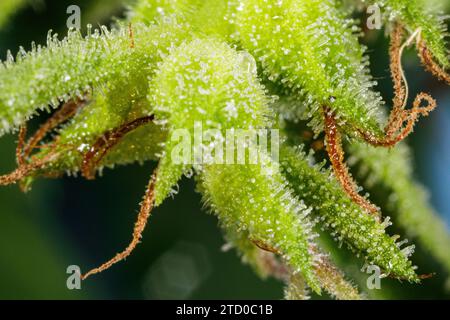 Indian hemp, marijuana, mary jane (Cannabis sativa), female plant, resinous trichomes on the small leaves Stock Photo