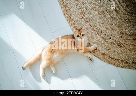 Top view of adorable cat looking at camera while lying with paw on carpet and relaxing on tidy marble floor with sunlight Stock Photo