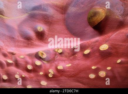 Close-up view of an abstract red stone surface with gold circular textures and variegated patterns. Stock Photo