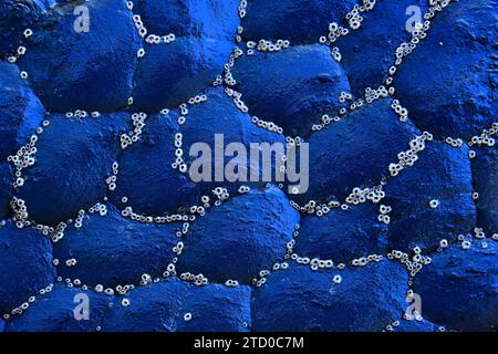 A close-up view of a blue stone wall with intricate white barnacle patterns creating a natural mosaic. Stock Photo