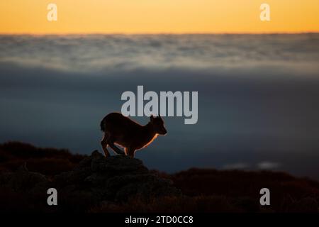 An Iberian ibex outlined by the setting sun stands on rocky terrain above the clouds. Stock Photo