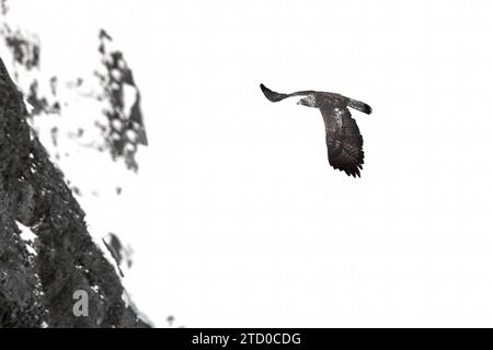 A silhouetted Golden Eagle gracefully flies against a backdrop of steep Alpine cliffs in a monochrome setting. Stock Photo