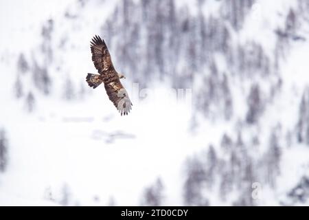 Golden Eagle glides effortlessly against a backdrop of the snow-covered Swiss Alps, highlighting the serene beauty of nature. Stock Photo