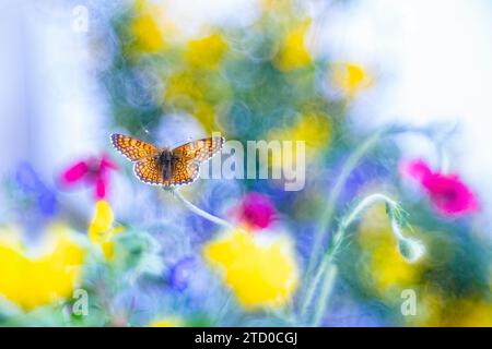 A dreamy image of a butterfly with a patterned wingspan resting among blurred colorful flowers. Stock Photo