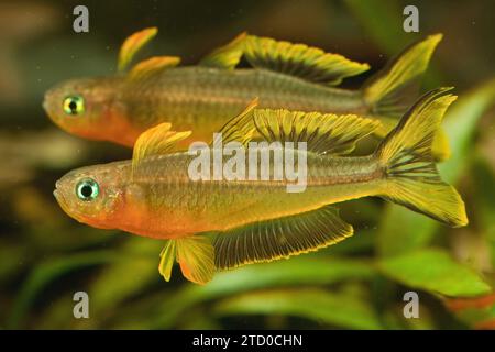 Forked-tail rainbowfish (Pseudomugil furcatus, Popondichthys furcatus), two rival males, side view Stock Photo