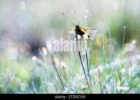 A tranquil scene of a dragonfly perched on grass with sparkling morning dew, creating a dreamy bokeh effect. Stock Photo