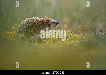 North African Hedgehog foraging through the underbrush in daylight Stock Photo