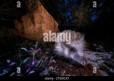 North African Hedgehog explores nocturnal terrain with flowers Stock Photo