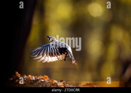 An elegant Eurasian jay bird in mid-flight with outstretched wings illuminated by sunlight in a forest setting. Stock Photo