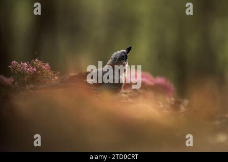 A serene Eurasian jay bird sits amidst a soft focus outdoor setting with a backdrop of delicate pink flowers. Stock Photo