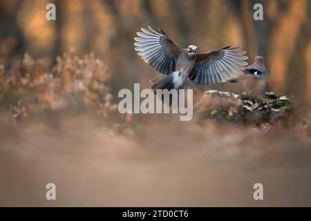 A stunning Eurasian jay bird with outstretched wings captured mid-flight amidst a serene forest backdrop, showcasing its grace and the beauty of natur Stock Photo