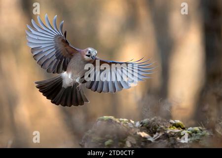 An exquisite Eurasian Jay is captured in full flight, wings elegantly spread, and tail fanned against a blurred forest background. Stock Photo