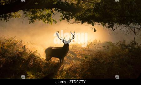 A majestic European red deer stands in a misty UK forest during the autumn rut, with golden sunlight filtering through the trees. Stock Photo