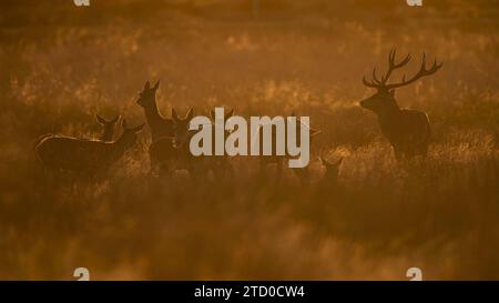 Silhouetted red deer stag and hinds bask in the ethereal golden light of an autumn sunrise during the rutting season in the UK. Stock Photo