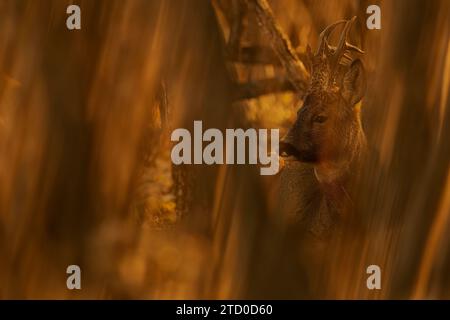 A cautious roe deer peers through the dense, golden reeds of an autumn landscape, bathed in warm sunlight. Stock Photo