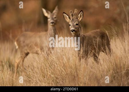 A pair of roe roe deer, with one facing forward, blend into the golden hues of tall, dry grass in a natural setting, exhibiting wildlife in its habita Stock Photo