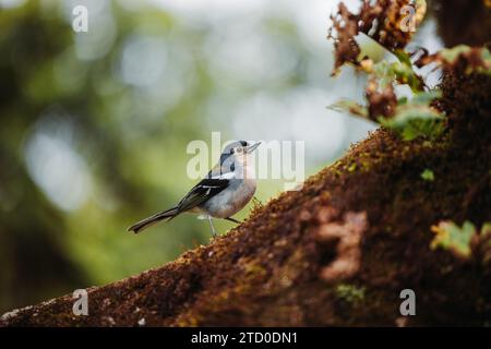 Small songbird chaffinch perched on tree branch covered in moss in natural woodland forest Stock Photo