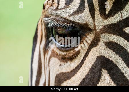 Macro shot capturing the intricate details of a giraffe's eye surrounded by its distinctive skin pattern. Stock Photo