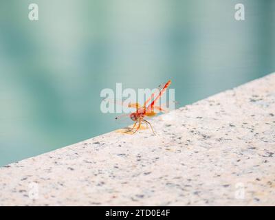 A red dragonfly perched elegantly on a coarse, concrete edge, with a soft blue-green backdrop. Stock Photo
