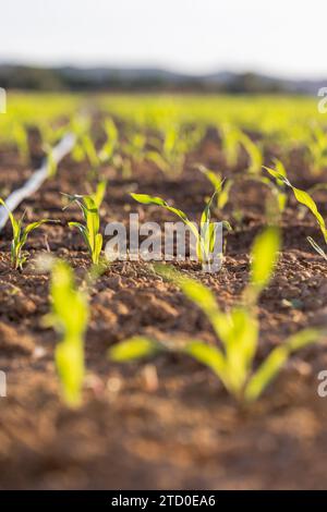 Close-up image capturing the fresh green shoots of young corn plants emerging from fertile soil, bathed in the soft, warm light of the golden hour. Stock Photo