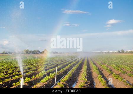 A farming landscape with an active irrigation system watering crops, creating a rainbow in mist against a clear sky at sunset. Stock Photo