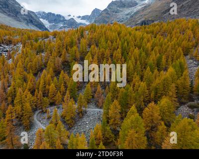 A drone captures the golden hues of larch trees in a mountainous landscape, marking the change of seasons in a serene valley. Stock Photo
