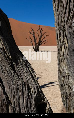 Branches of tree frame the view of another petrified tree rising from the cracked earth of the Namibian desert, with a smooth sand dune in the distanc Stock Photo