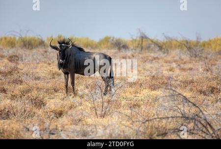 Full body of A solitary wildebeest stands vigilant in the sparse Namibian bush under clear sky Stock Photo