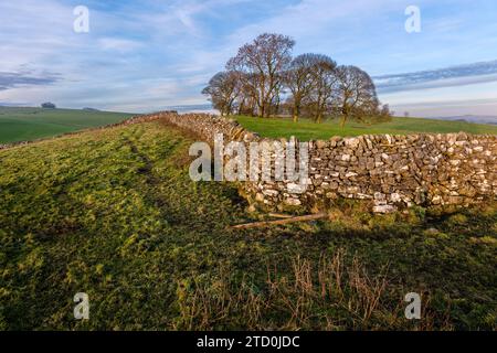 A dry stone wall and grove of sycamore trees - a typical White Peak scene at Thorpe Pasture, Peak District National Park, Derbyshire, England Stock Photo