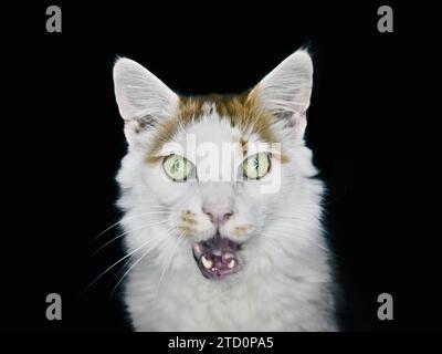 Portrait of a funny longhair cat looking surprised at camera. Stock Photo