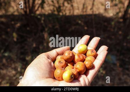 Ber or Bora fruits heap, known as indian plum or jujube berries. Plucked in village from wild tree Stock Photo