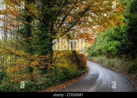 Autumn leaves on a country road in Ireland. Stock Photo