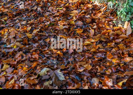 Autumnal leaf fall in Ireland. Stock Photo