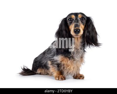 Cute smooth longhaired Dachshund dog aka teckel, sitting up side ways. Looking towards camera with puppy eyes. Isolated on a white background. Stock Photo