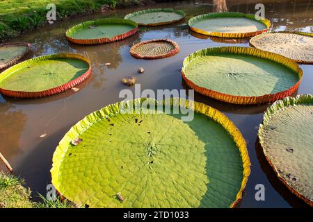 Victoria amazonica is a species of flowering plant, the second largest in the water lily family Nymphaeaceae. It is called uape jacana Stock Photo