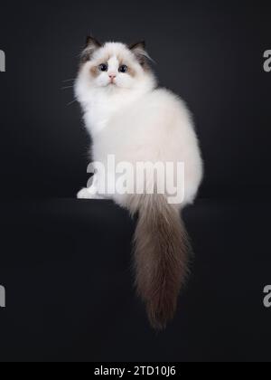 Pretty seal bicolored Ragdoll cat kitten, sitting backwards on edge. Looking over shoulder towards camera with deep blue eyes. Isolated on a black bac Stock Photo