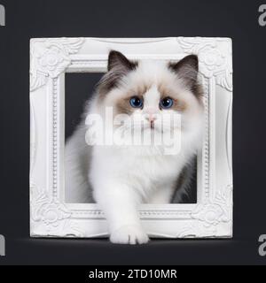 Pretty seal bicolored Ragdoll cat kitten, standing through white picture frame. Looking towards camera with deep blue eyes. Isolated on a black backgr Stock Photo
