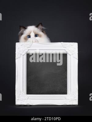 Pretty seal bicolored Ragdoll cat kitten, standing behind with blackboard filled  white picture frame. Looking towards camera with deep blue eyes. Iso Stock Photo